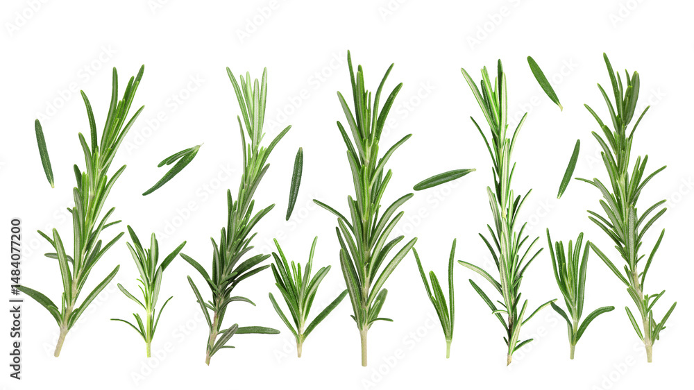 Obraz premium Fresh aromatic rosemary isolated on white, collage