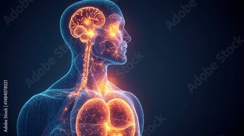Detailed illustration of the human body's respiratory and nervous systems.