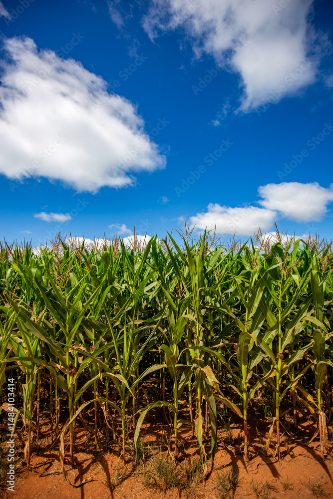 Wide view of Corn field on a sunny day Wide view of Corn field on a sunny day