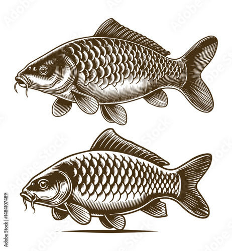 Common Carp Fish Illustration Design