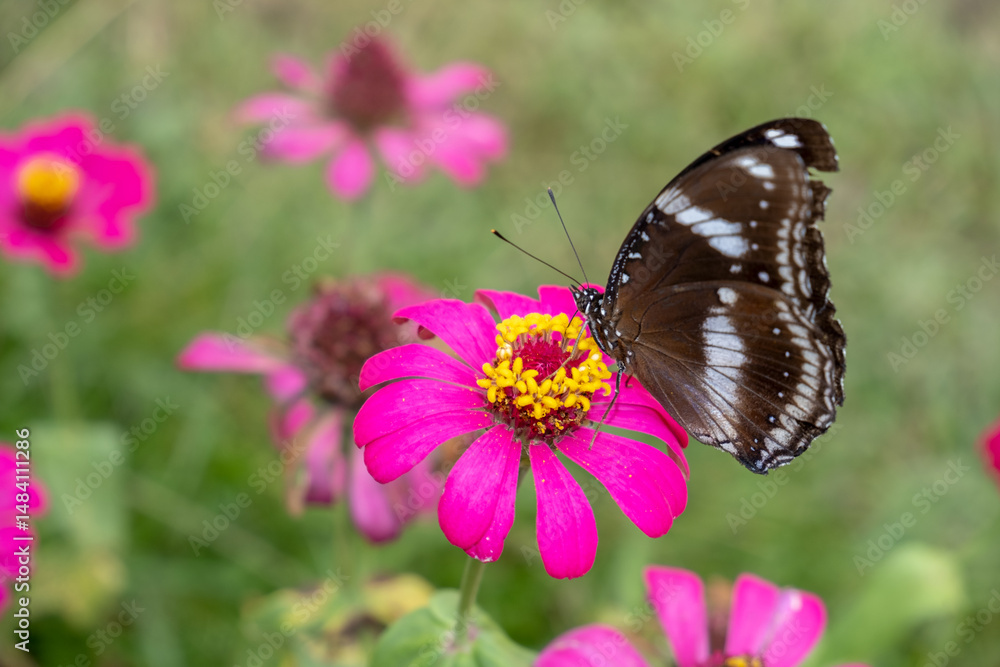 Obraz premium Black butterfly perches on blooming fuchsia zinnia with vivid yellow crown. Nature macro scene showing pollination in progress amid a soft green and pink floral background.