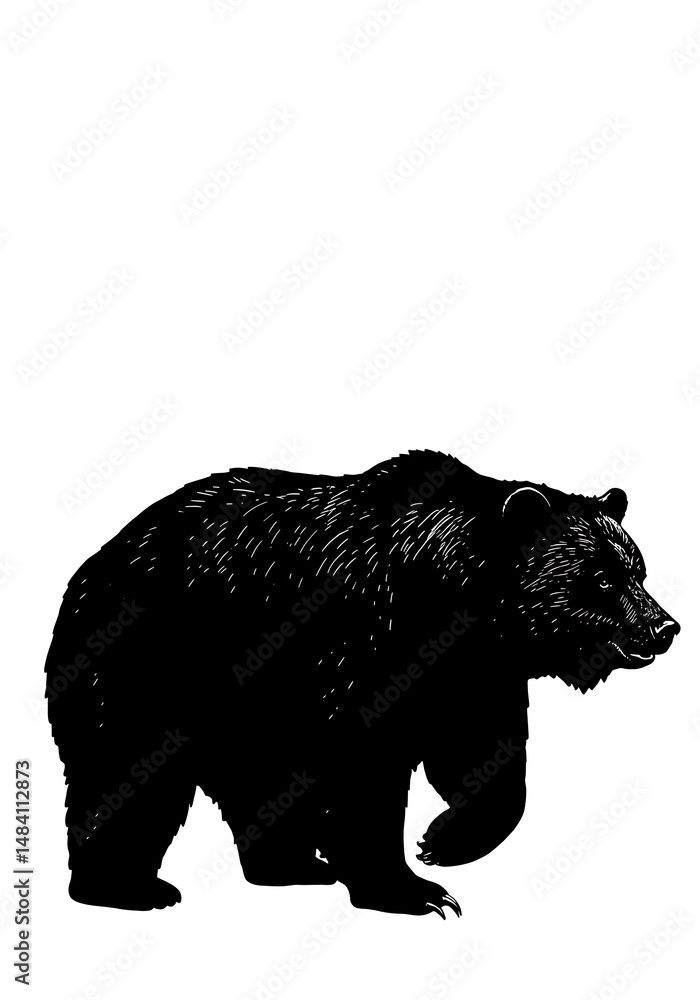 Fototapeta premium Majestic Grizzly: Ink Drawing, Black & White Power