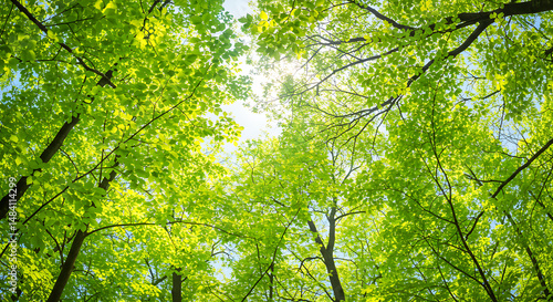 Sunlight Through Lush Green Canopy, Spring Forest