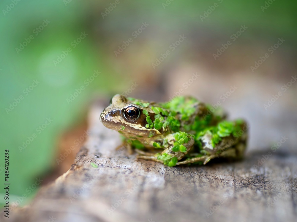 Fototapeta premium Small Frog with pond weed
