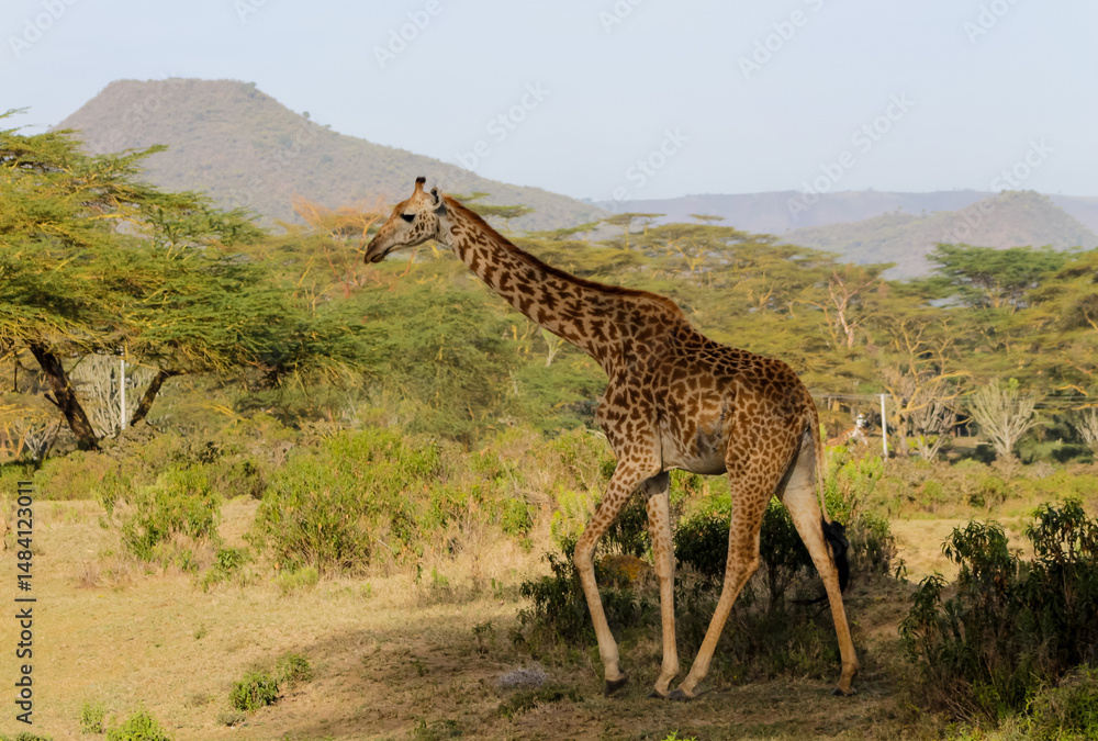 Obraz premium Giraffe in the wild nature. Giraff family in African savana on dry grass at safari game wild nature in Masai Mara, Amboseli, Samburu, Serengeti and Tsavo national parks of Kenya and Tanzania. Jiraff