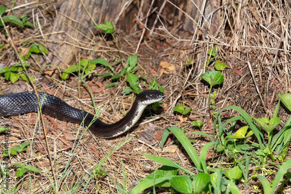 Obraz premium Rat Snake (Pantherophis obsoletus) in North Carolina. The North Carolina rat snake is also known as the Eastern Rat Snake (Pantherophis alleghaniensis).