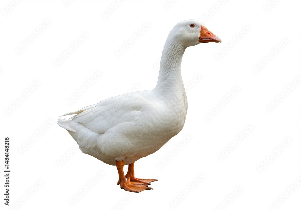 Fototapeta premium White goose standing isolated on a white background in full view, looking right