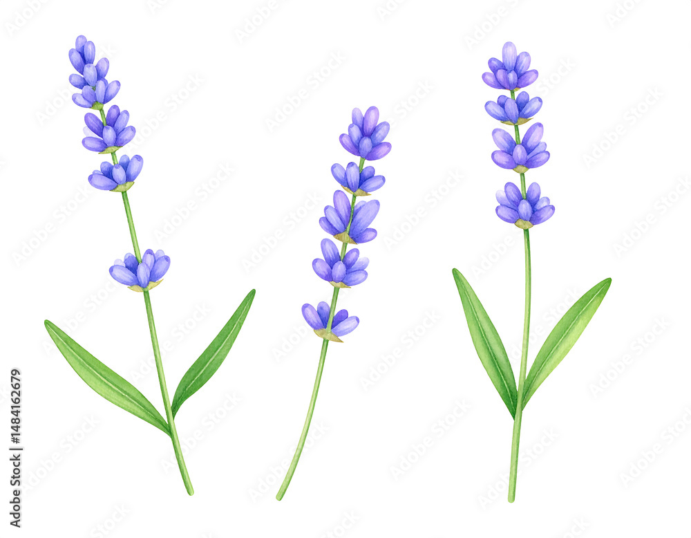 Naklejka premium Watercolor Lavender Sprigs on White Background