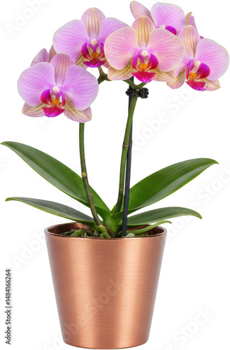 Blooming Pink Phalaenopsis Orchid in Copper Pot Elegant Houseplant Indoor Flower