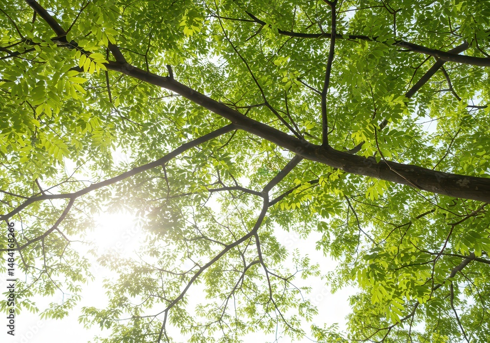 Fototapeta premium Sunlight through tree canopy with green leaves from below, creating a natural background