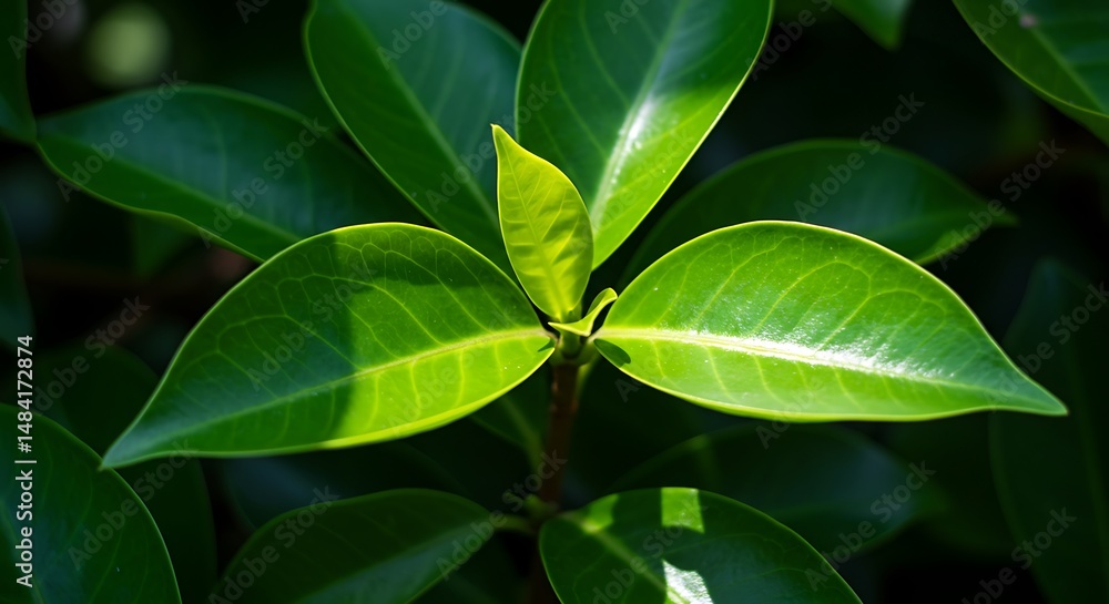 Fototapeta premium Emerald Embrace: New Growth in Shadow