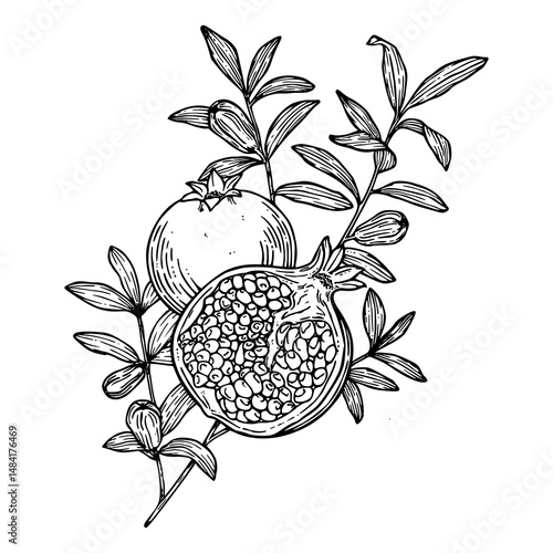 pomegranate fruit and foliage in vintage art style