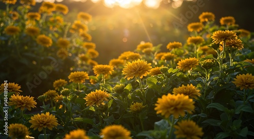 Golden Hour Blooms: Sunlit Meadow