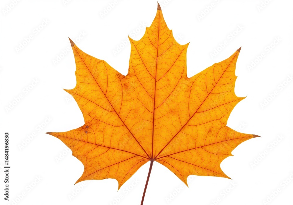 Isolated yellow maple leaf with detailed veins on white background, autumn season Isolated yellow maple leaf with detailed veins on white background, autumn season