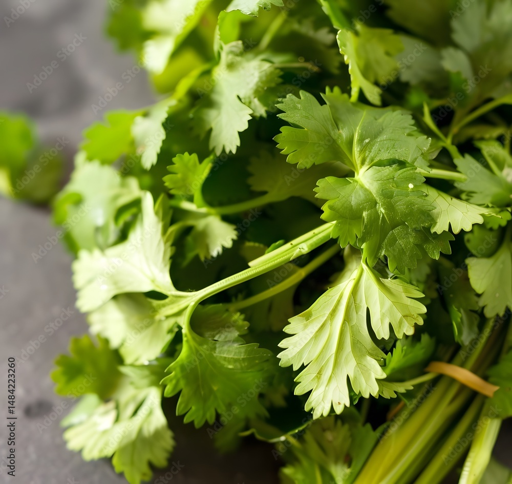Fototapeta premium Full frame of fresh cilantro leaves, rich green and textured