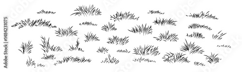 Collection of handdrawn grass tufts and clumps. Set of black ink sketches for naturethemed design, illustration, and landscape elements. Isolated on white.