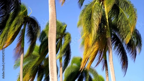 Palm trees reach high into the clear sky, the tropical fronds swaying gently in the sunlit breeze creating a peaceful scene.