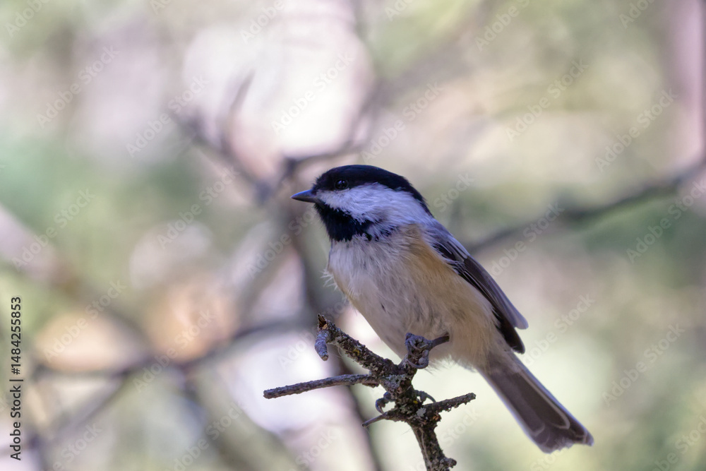 Obraz premium Close up of Black-capped Chickadee