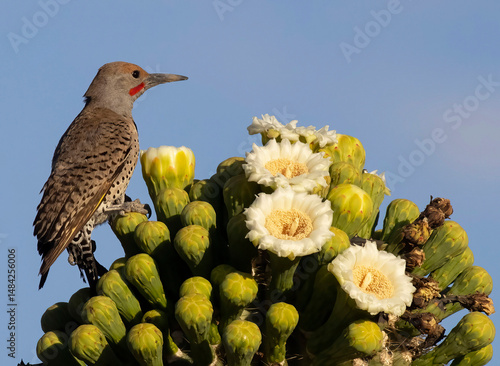 bird on cactus