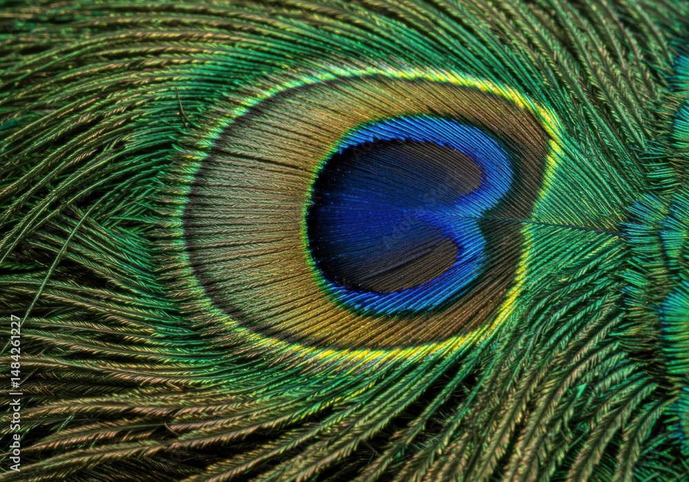 Fototapeta premium Close-up of peacock feathers.