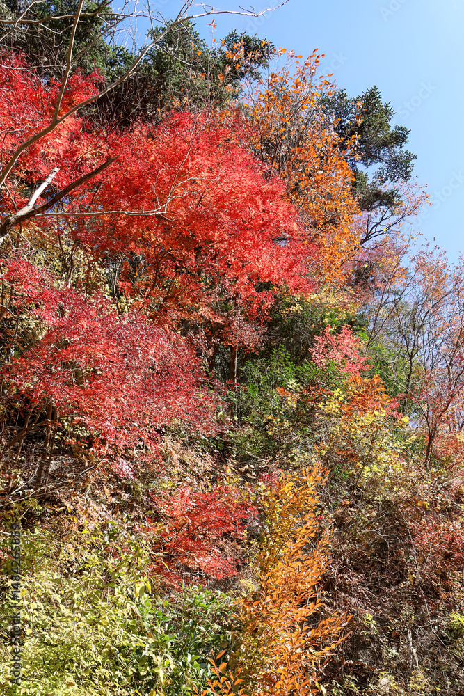 紅葉に彩られた美しい宮ヶ瀬湖。
紅葉が美しい。
神奈川県清川村、早戸川林道-2024年
紅葉に彩られた美しい宮ヶ瀬湖。
紅葉が美しい。
神奈川県清川村、早戸川林道-2024年