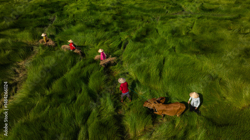 Foto Sedge farmers are on their way home and cross their sedge fields.