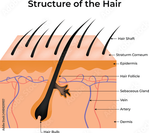 Detailed Structure of a Hair Follicle and Surrounding Skin Layers