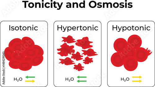 Tonicity and Osmosis Isotonic Hypertonic and Hypotonic Solutions