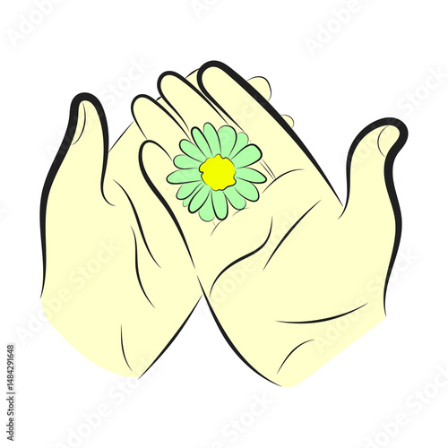 Hands Holding Green Daisy Flower Vector Illustration