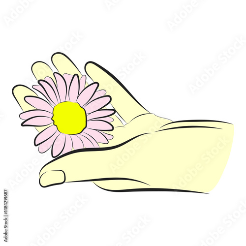 Hand Holding Pink Daisy Flower Flat Vector Illustration