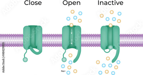 Ion Channel States Close Open and Inactive Vector Illustration