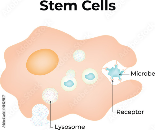 Stem Cells Vector Illustration