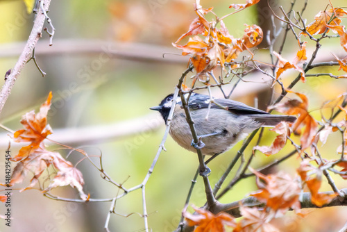 可愛いヒガラ（シジュウカラ科）
英名学名：Coal tit (Periparus ater Linnaeus, family comprising tits).
紅葉が美しい。
神奈川県清川村、早戸川林道-2024年 