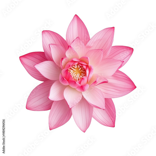 beautiful pink lotus flower with delicate petals and vibrant center, isolated on transparency background, evokes tranquility and elegance