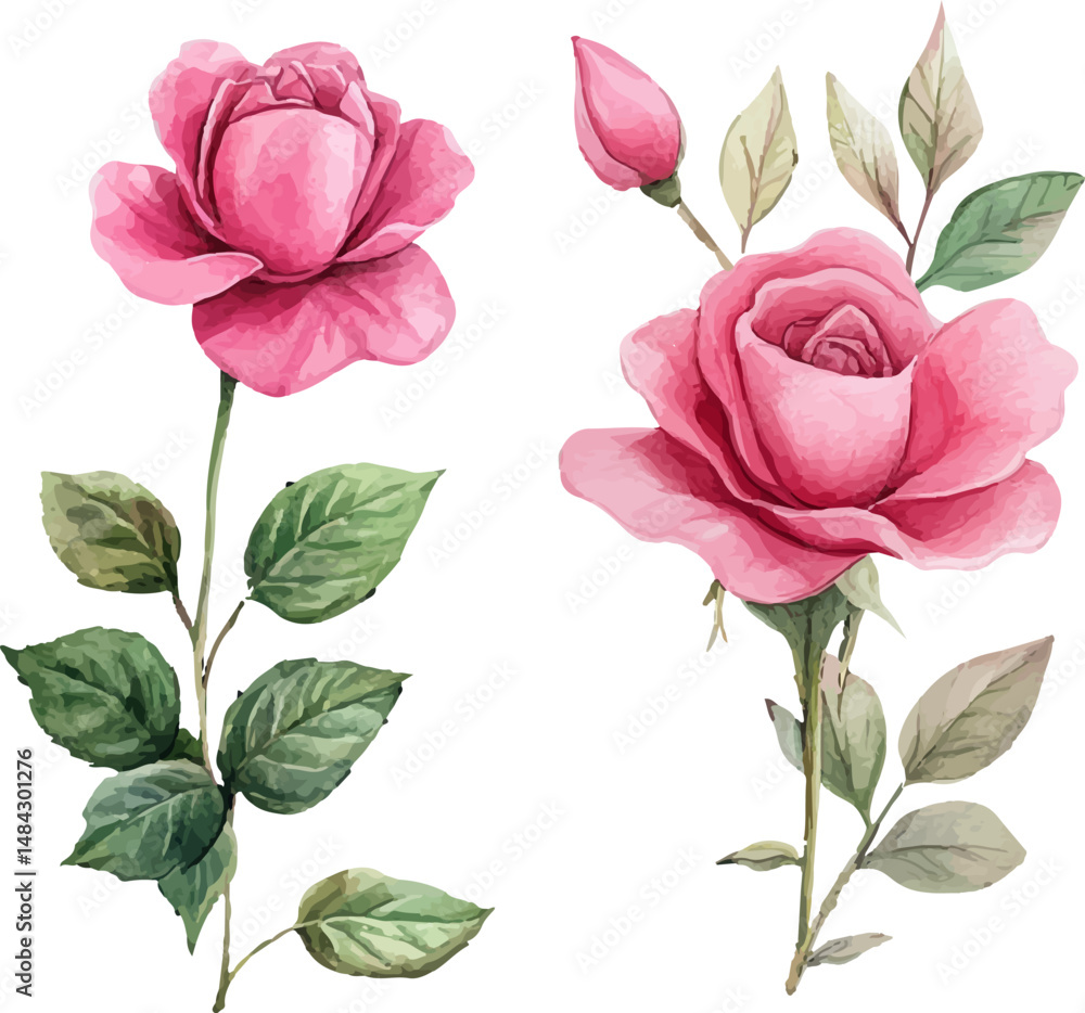 Fototapeta premium set of pink roses isolated on white