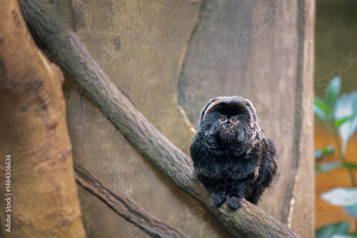 Photography Cute monkey sitting on a tree branch in the zoo