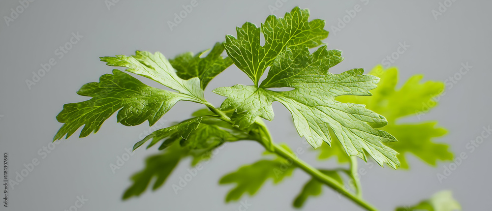 Close Up Of Fresh Green Parsley Leaves Close Up Of Fresh Green Parsley Leaves