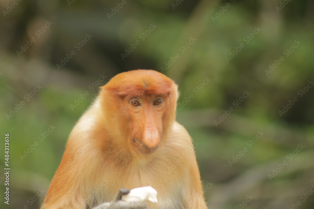 Naklejka premium Proboscis Monkey, Nasalis Larvatus or long-nosed monkey, known as the bekantan 