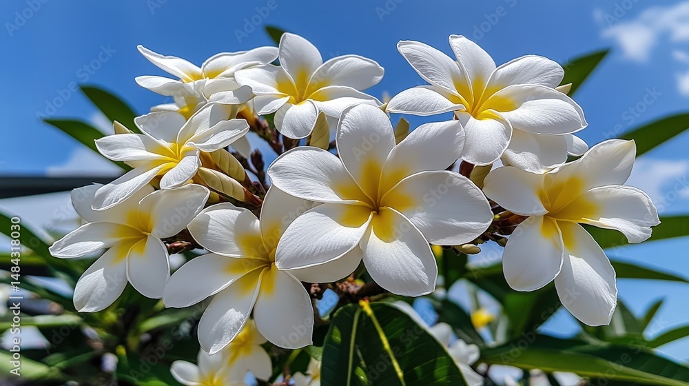 Blossoming white plumeria flowers tropical garden nature photography bright sky close-up view serenity and beauty Blossoming white plumeria flowers tropical garden nature photography bright sky close-up view serenity and beauty
