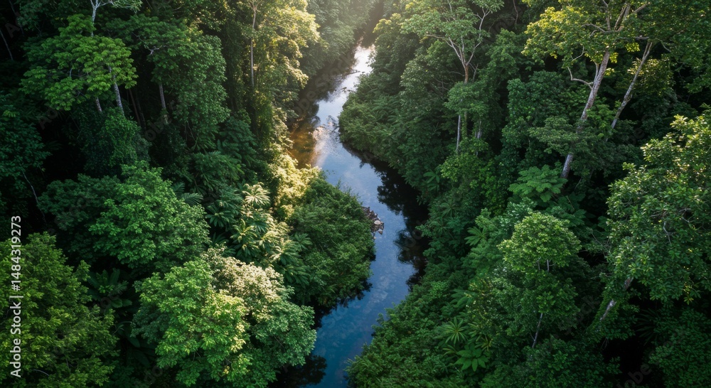 Aerial View of Lush Green Rainforest River Aerial View of Lush Green Rainforest River
