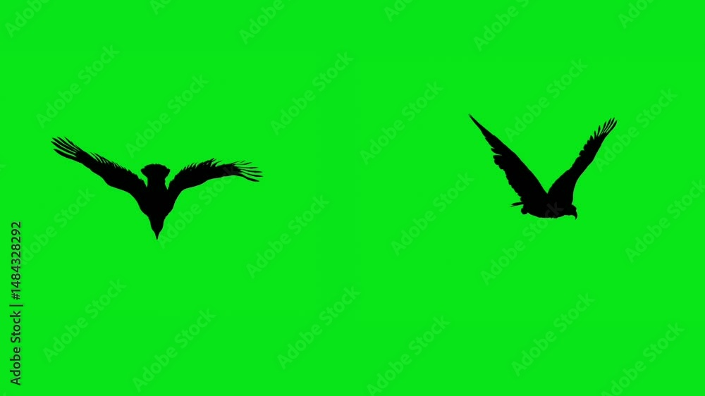 Eagle silhouette flying on green background 