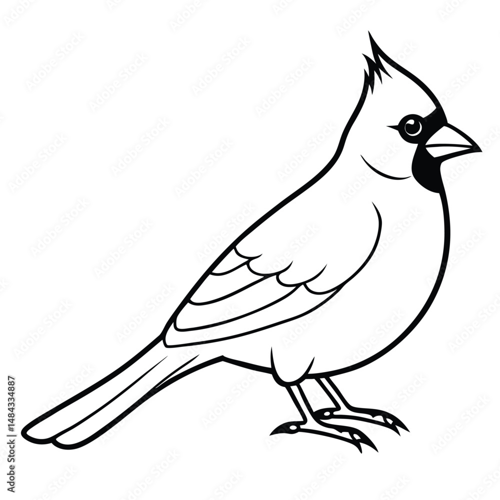 Obraz premium Northern Cardinal illustration white background