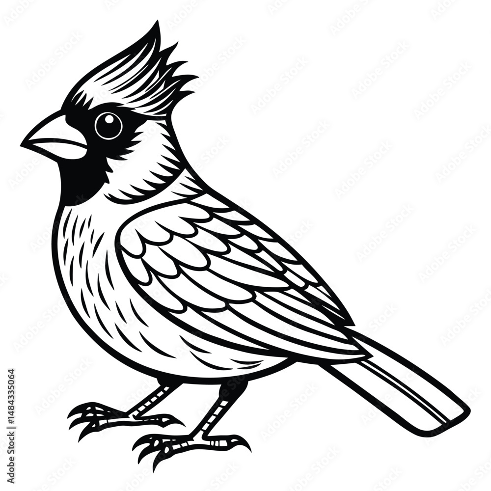 Obraz premium Northern Cardinal illustration white background