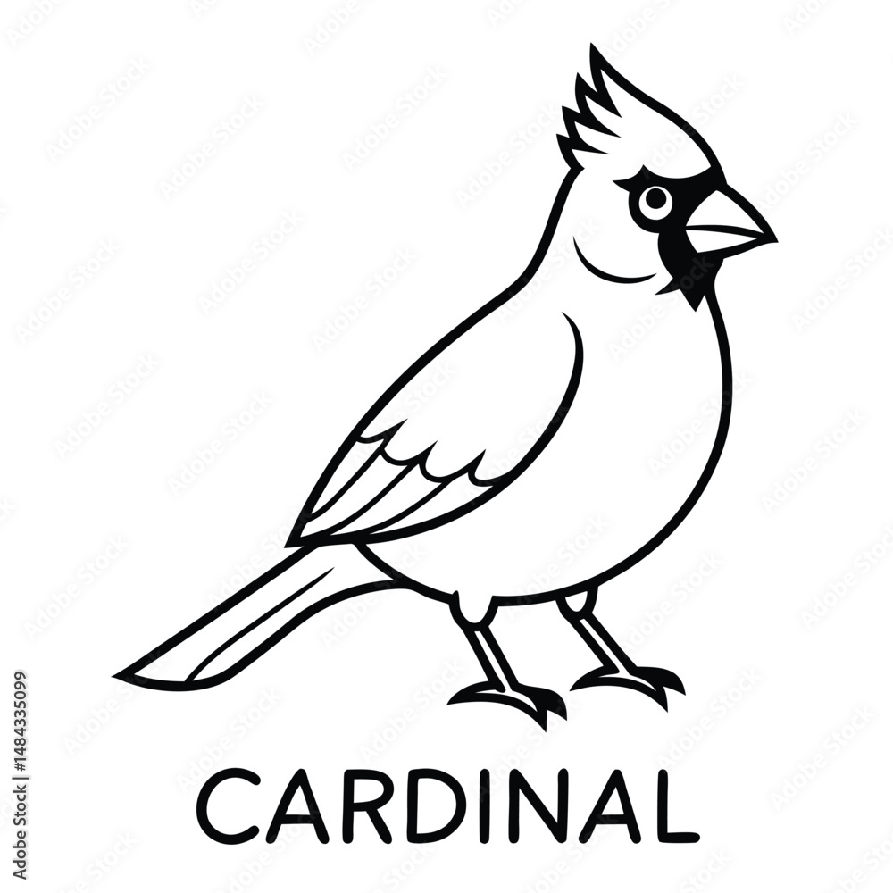 Fototapeta premium Northern Cardinal illustration white background