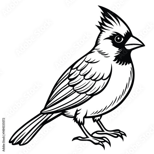 Northern Cardinal illustration white background