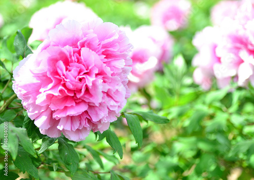 庭に咲く牡丹の花