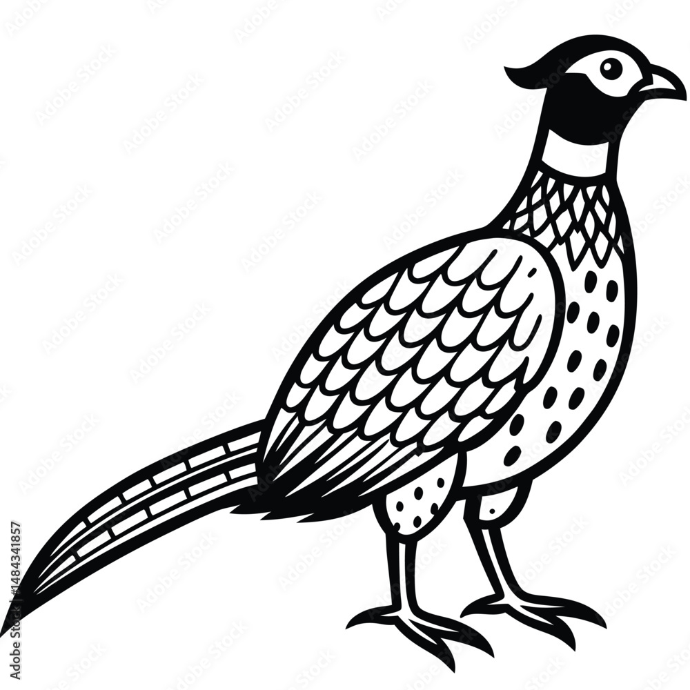 Obraz premium Pheasant vector illustration white background