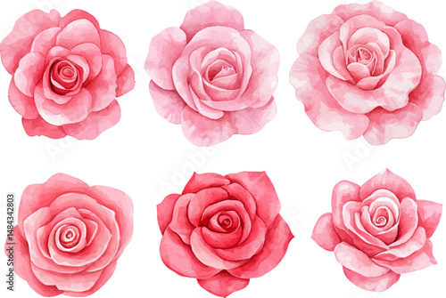 set of pink roses