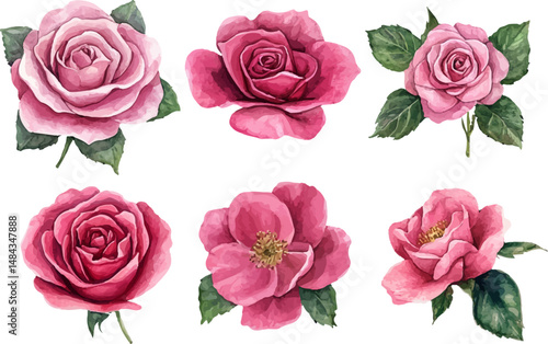 set of pink roses