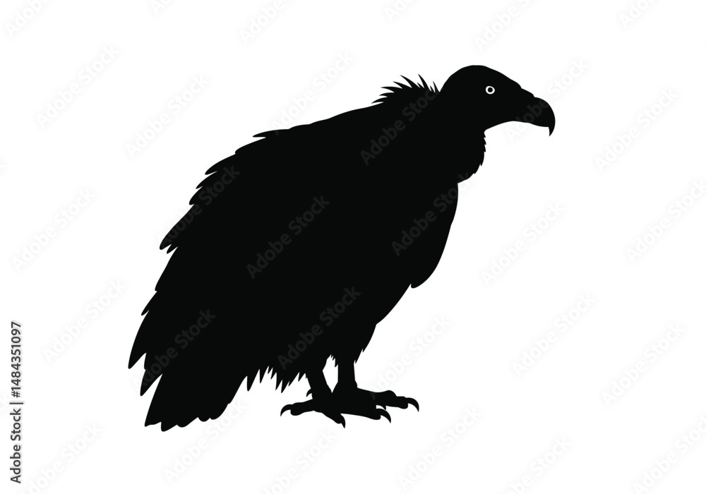 Fototapeta premium Vulture silhouette. This image is a black silhouette of a vulture, a scavenging bird of prey. Vector clipart illustration design.
